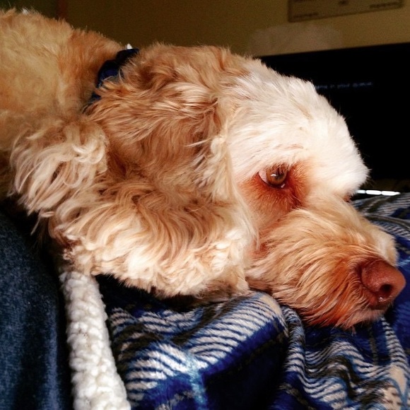 🐻 Bears Gear 4 $ale 🩲 - Picture 11 of 15